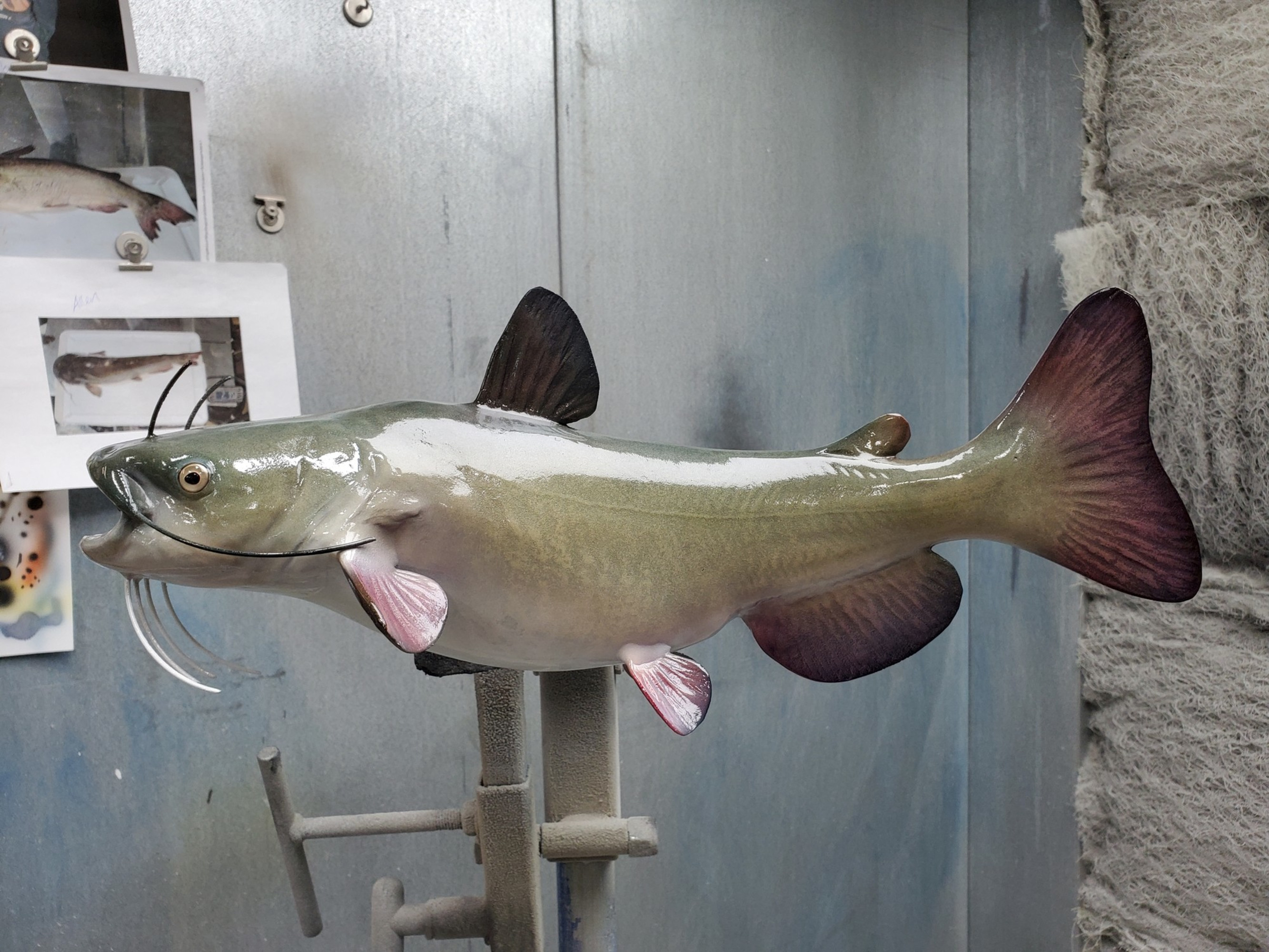 Bullhead Fish Black Bullhead Catfish Bighorn Canyon National