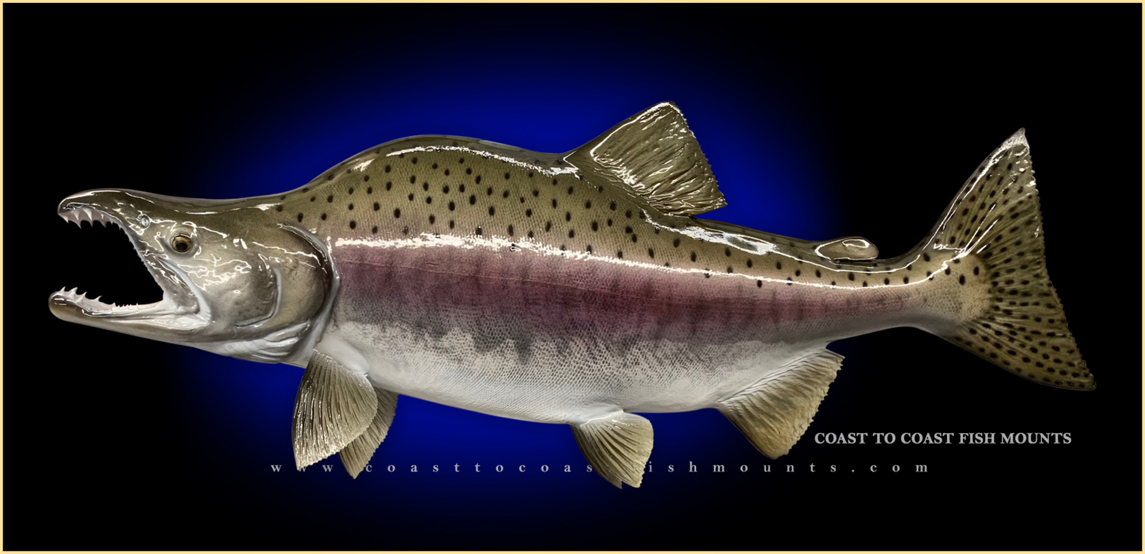 Pink (Humpy) Salmon Fish Mounts & Replicas by Coast-to-Coast Fish Mounts