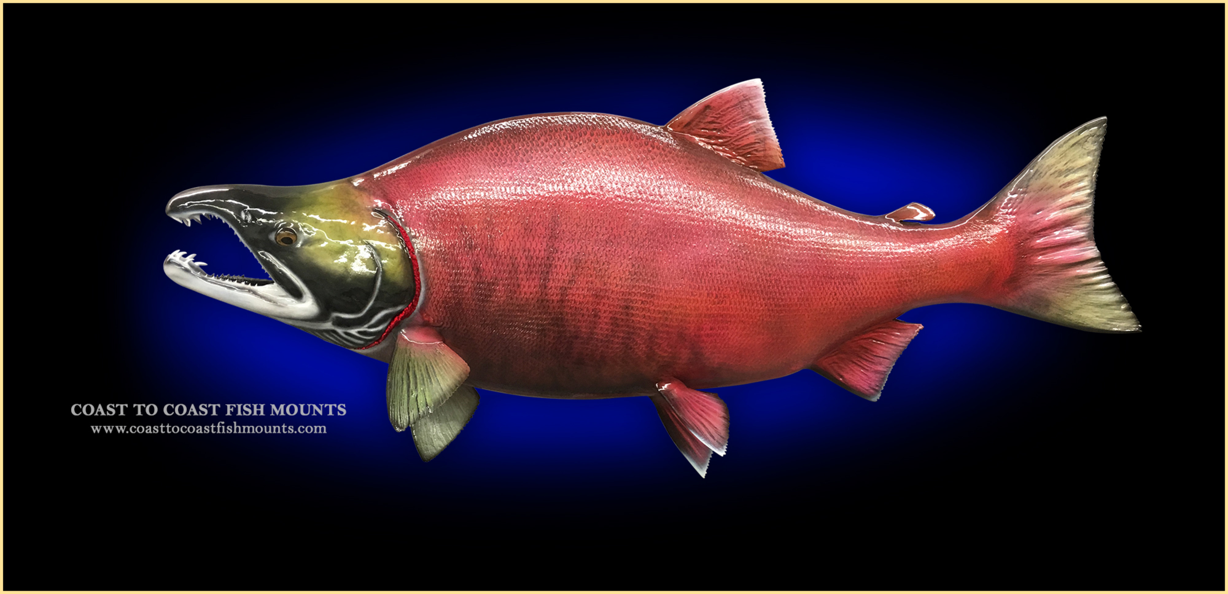 Sockeye Salmon Fish Mounts & Replicas by Coast-to-Coast Fish Mounts