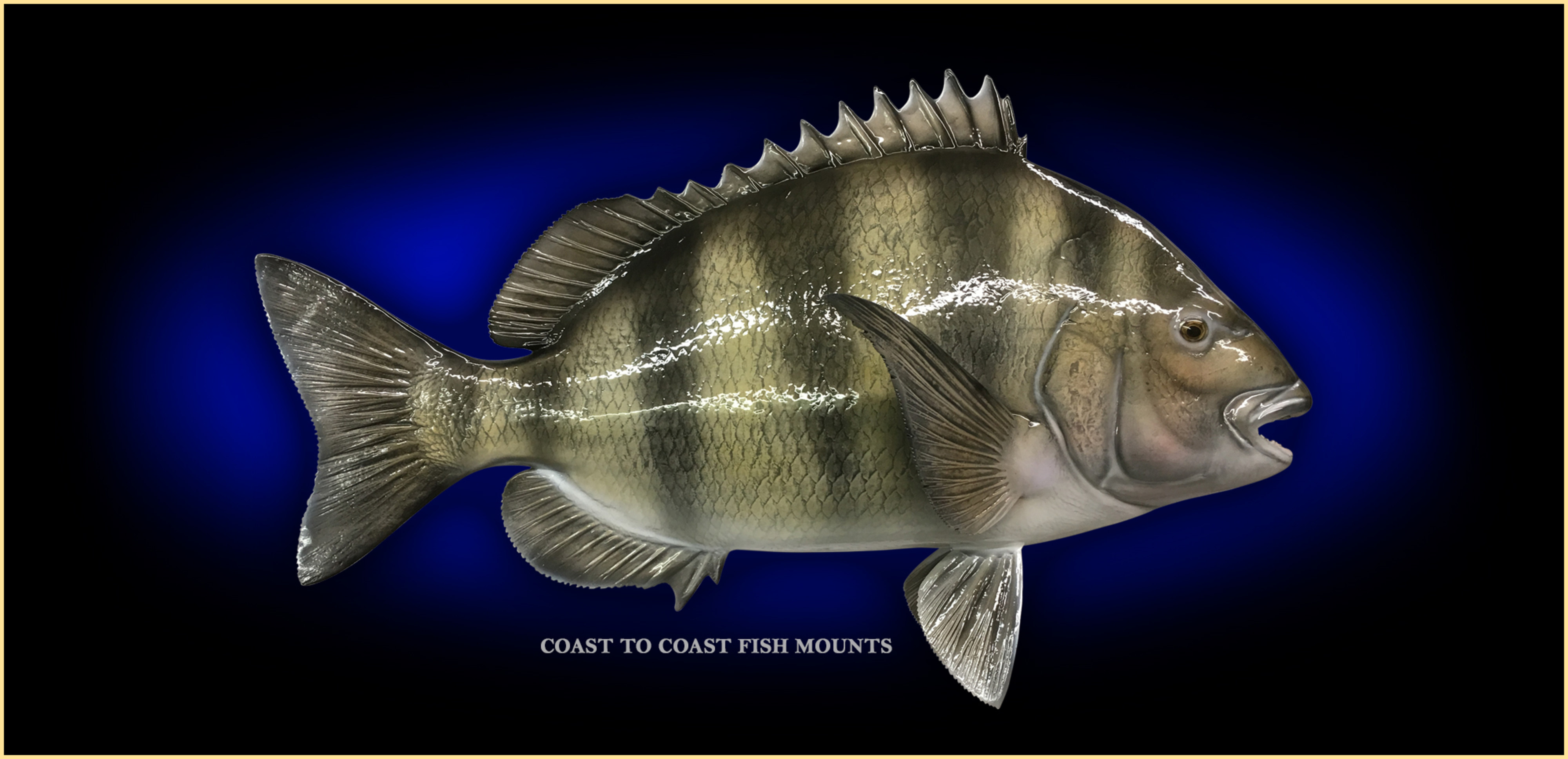 pacific sheepshead fish