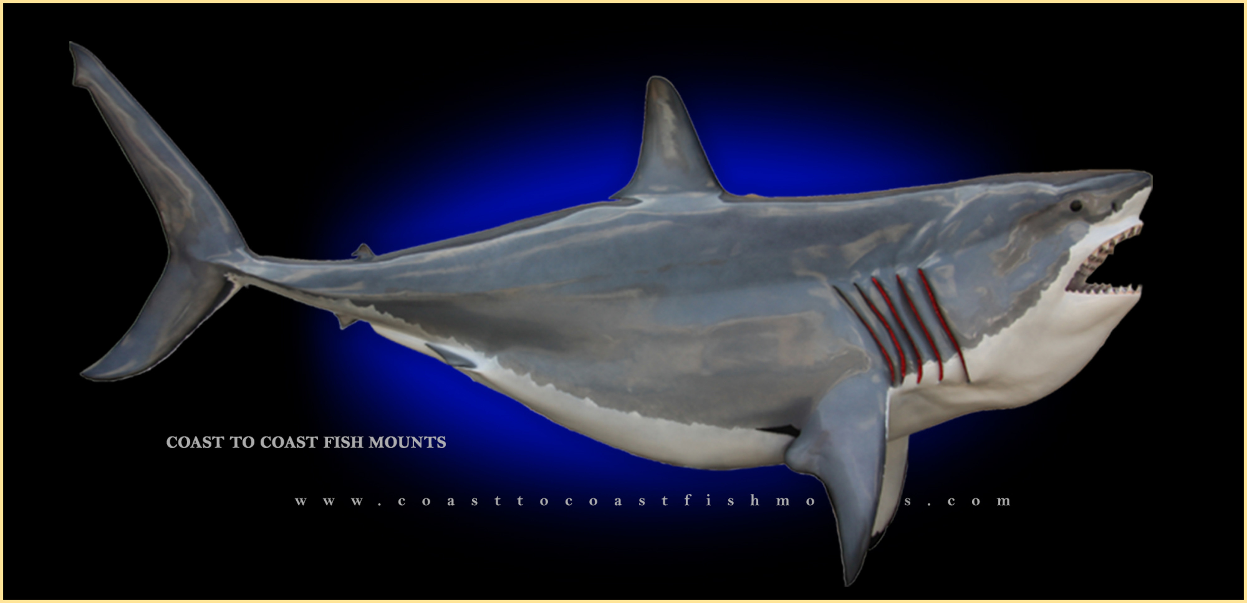 Great White Shark Fish Mounts & Replicas by Coast-to-Coast Fish Mounts
