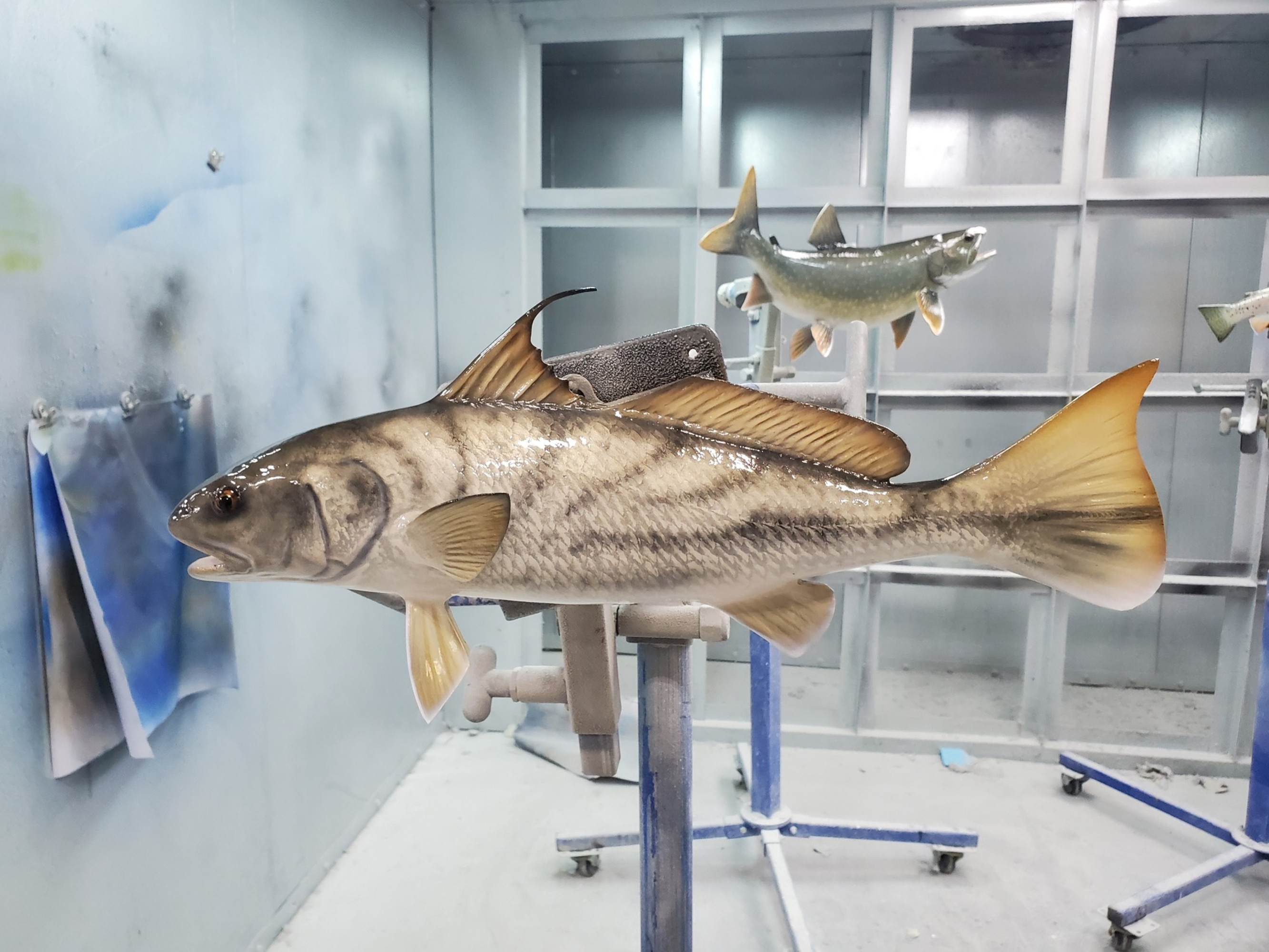 Northern Kingfish Fish Mounts & Replicas by Coast-to-Coast Fish Mounts