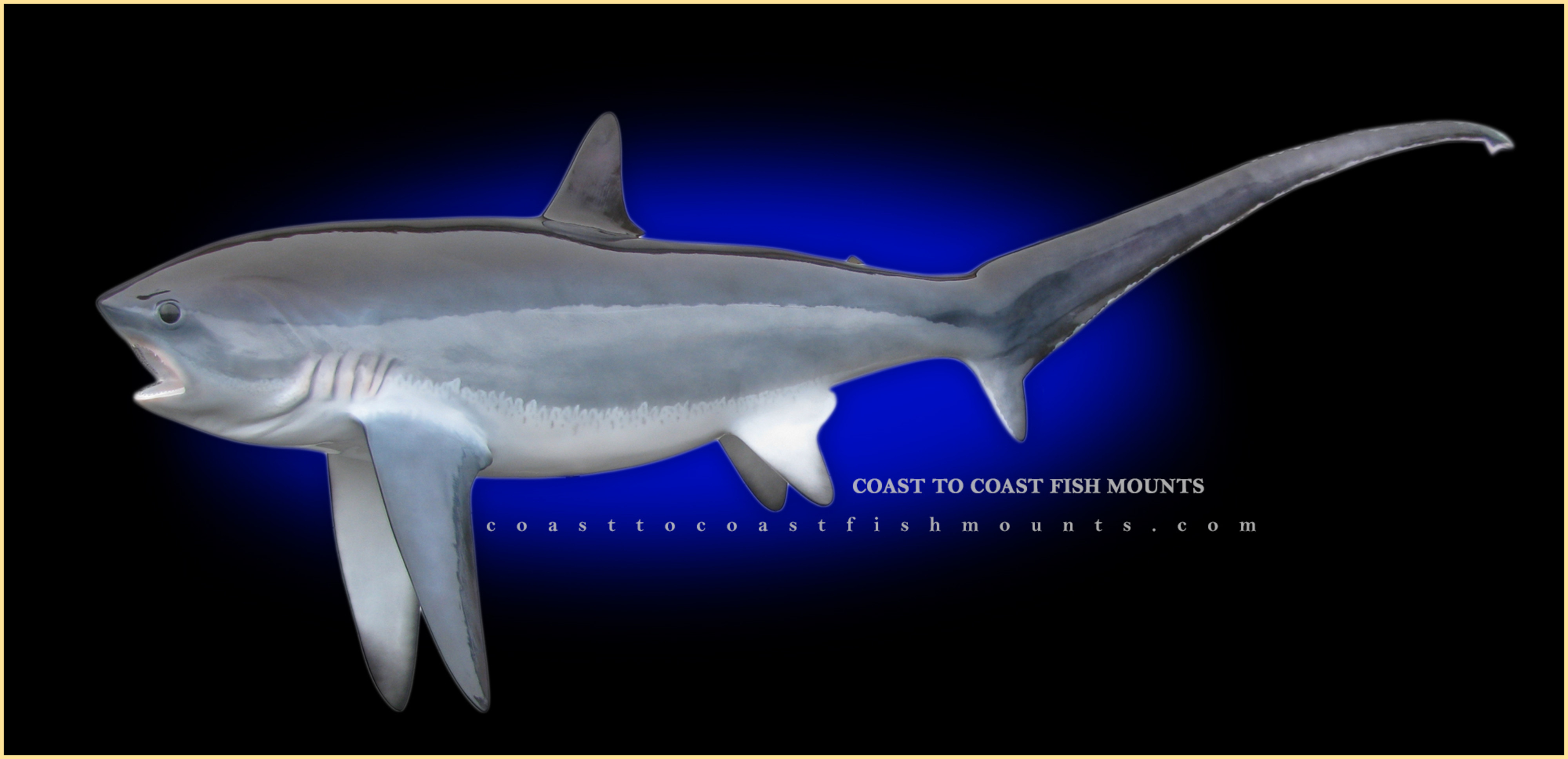 Thresher Shark Fish Mounts & Replicas by Coast-to-Coast Fish Mounts