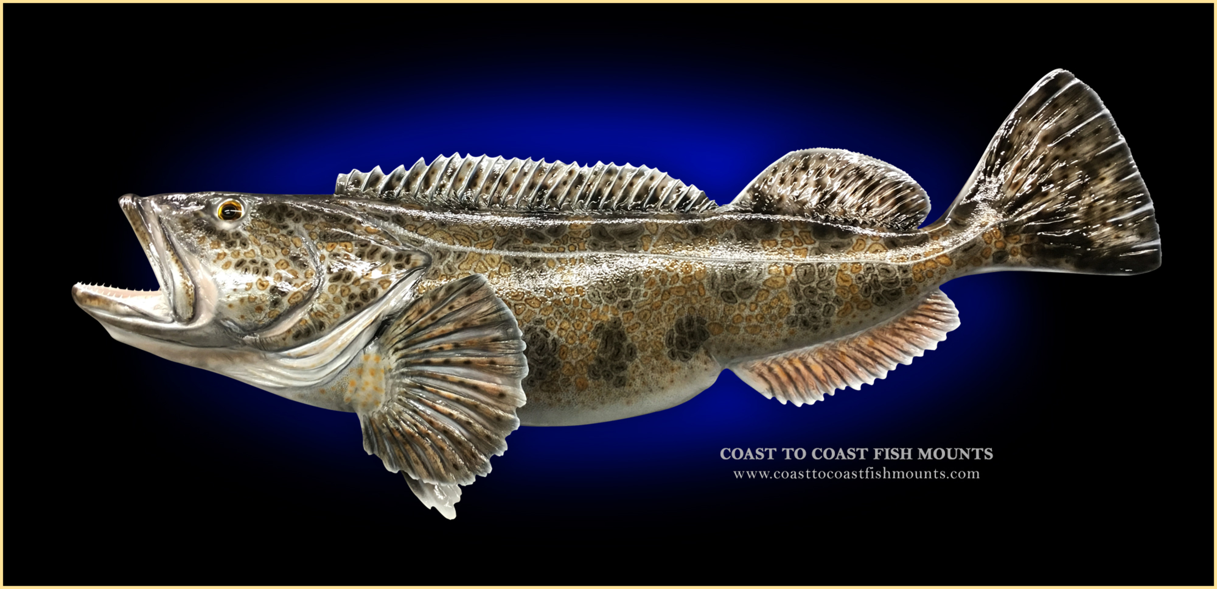 Ling Cod Fish Mounts & Replicas by Coast-to-Coast Fish Mounts