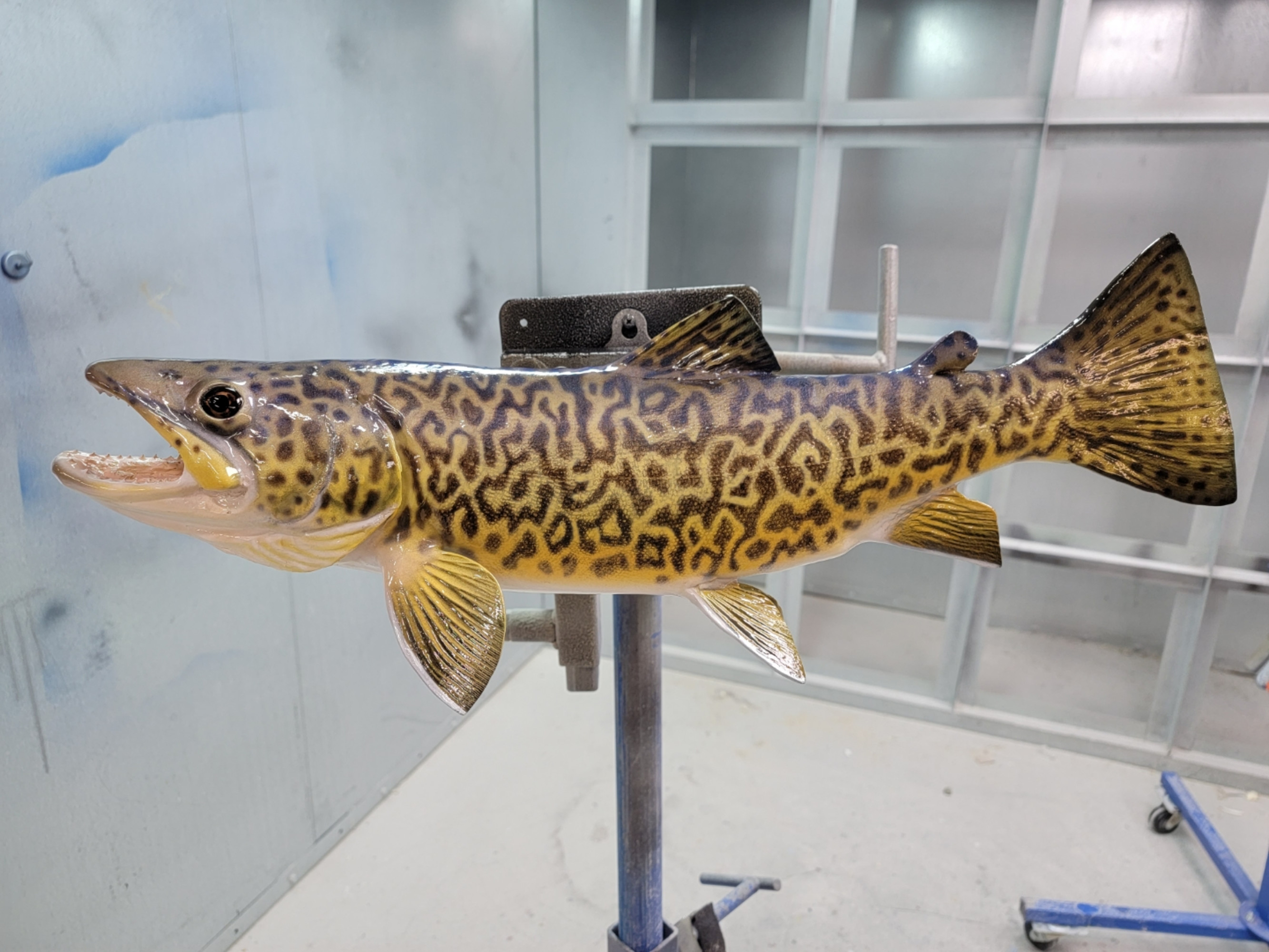 Tiger Trout Fish Mounts & Replicas by Coast-to-Coast Fish Mounts