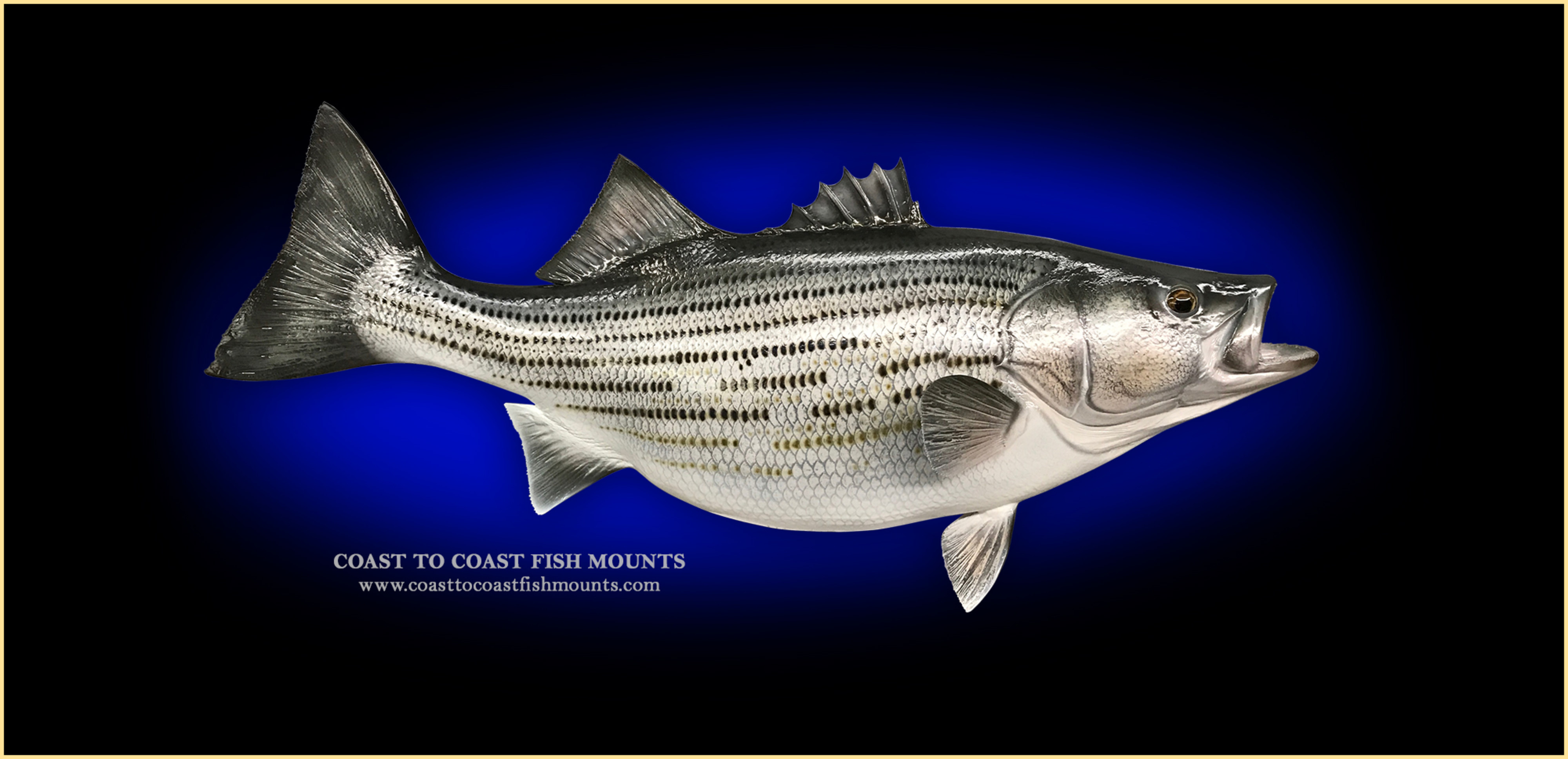 Striped Bass, Striper, Hybrid and Whitebass Fish Thumper Attractor With 12v  Plug