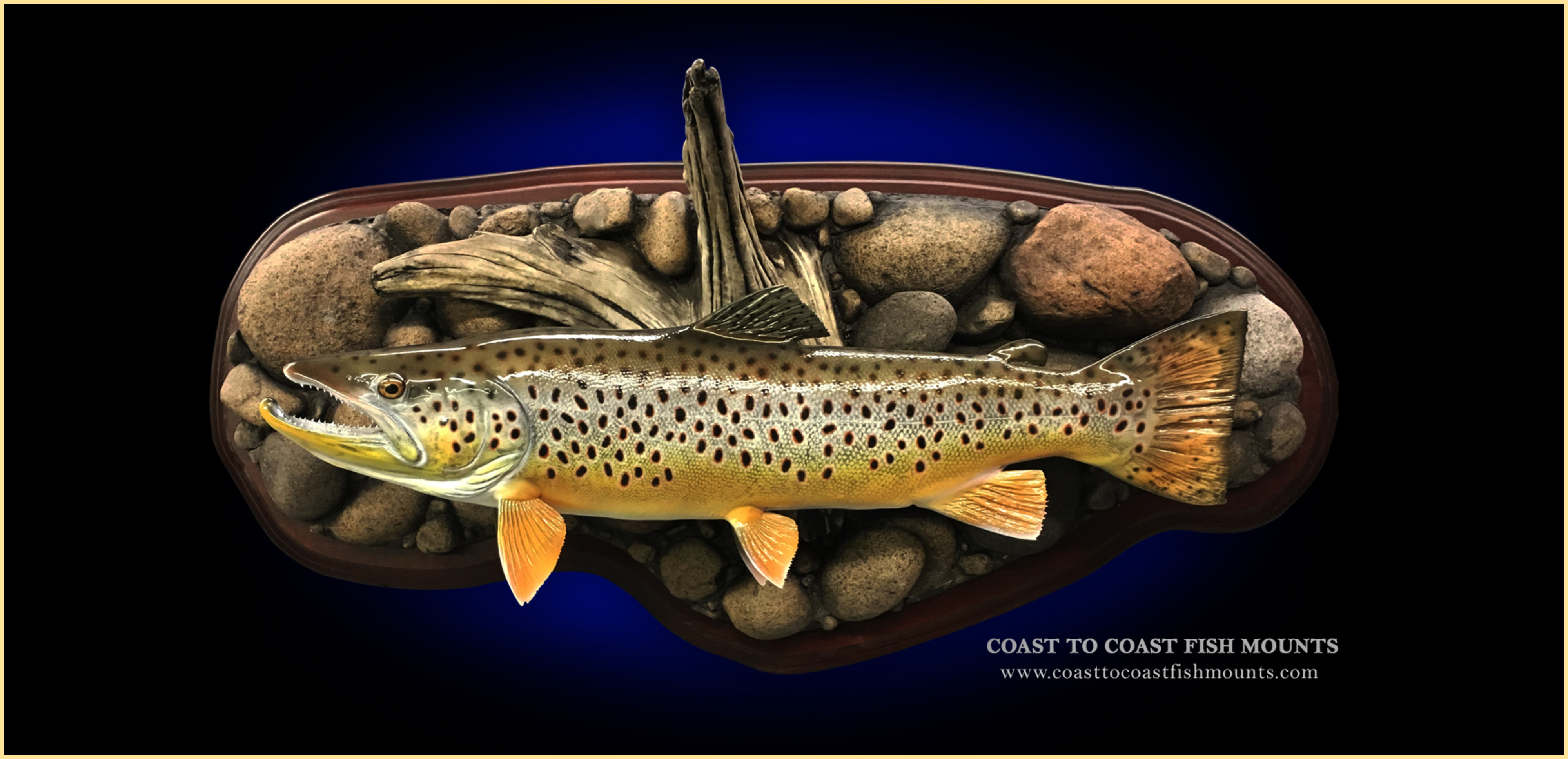Brown Trout Fish Mounts & Replicas by Coast-to-Coast Fish Mounts