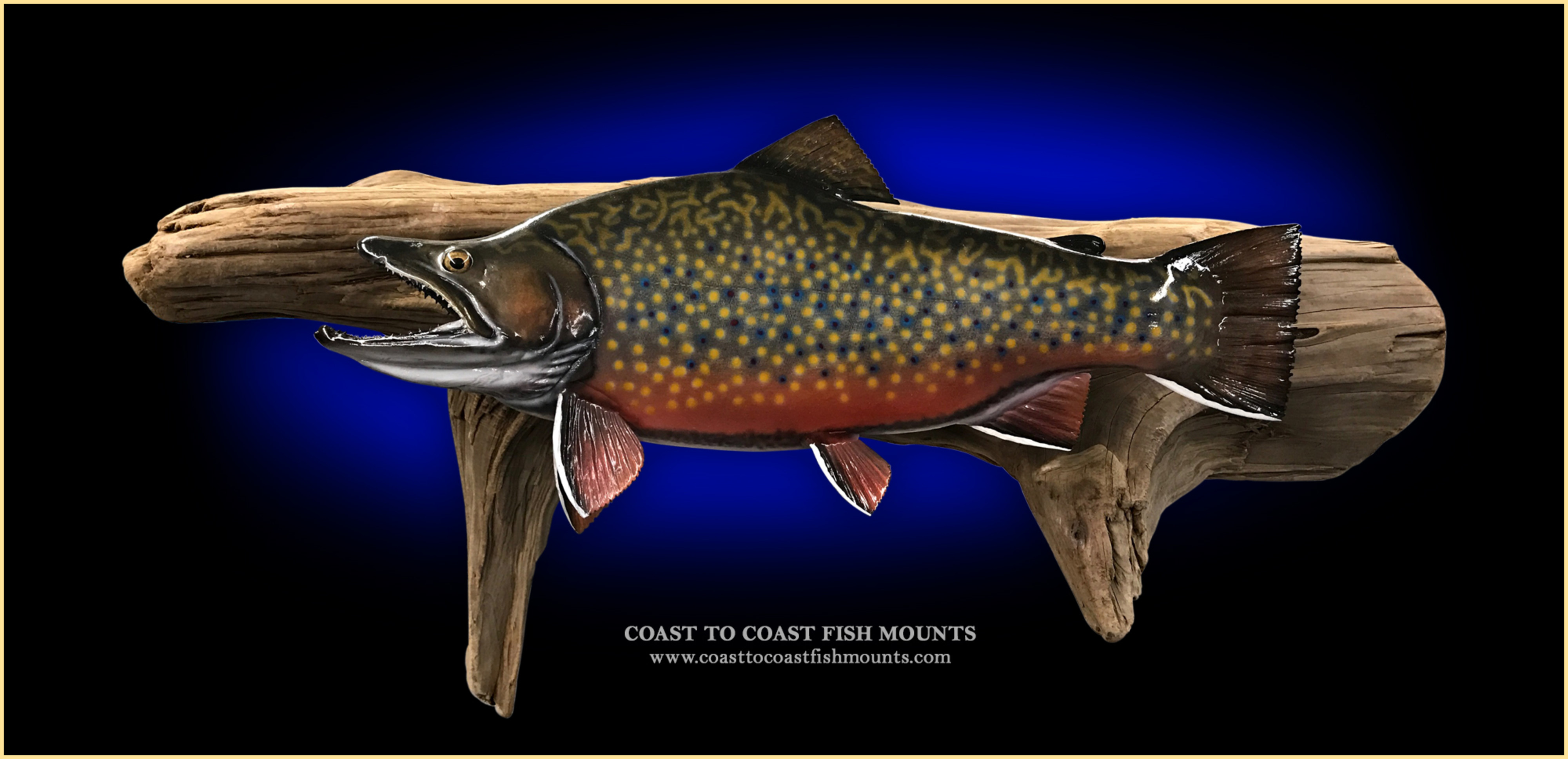 Channel Catfish Fish Mounts & Replicas by Coast-to-Coast Fish Mounts