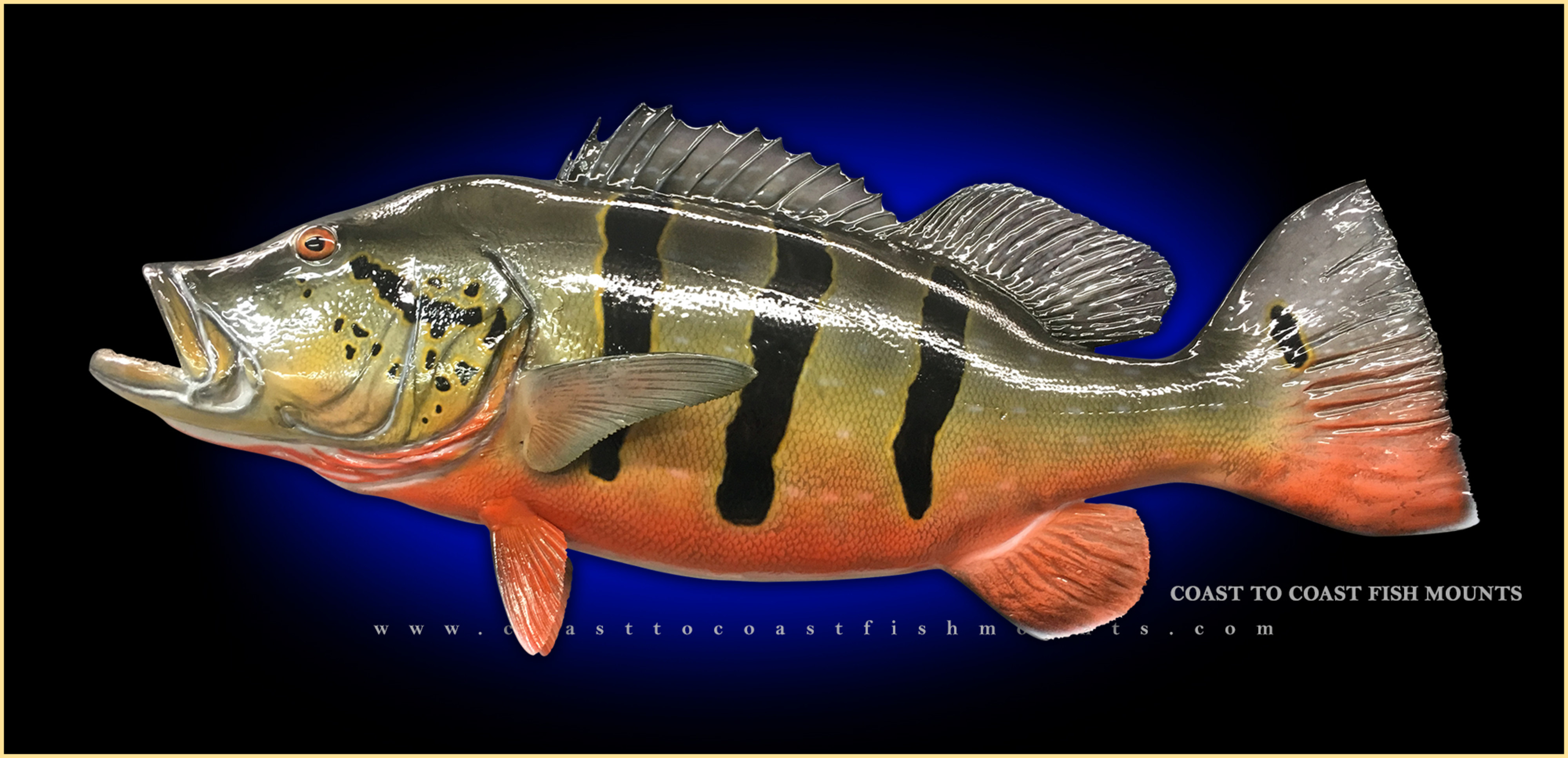 Peacock Bass 22L Full Mount fiberglass Fish replica - The Fish Mount Store