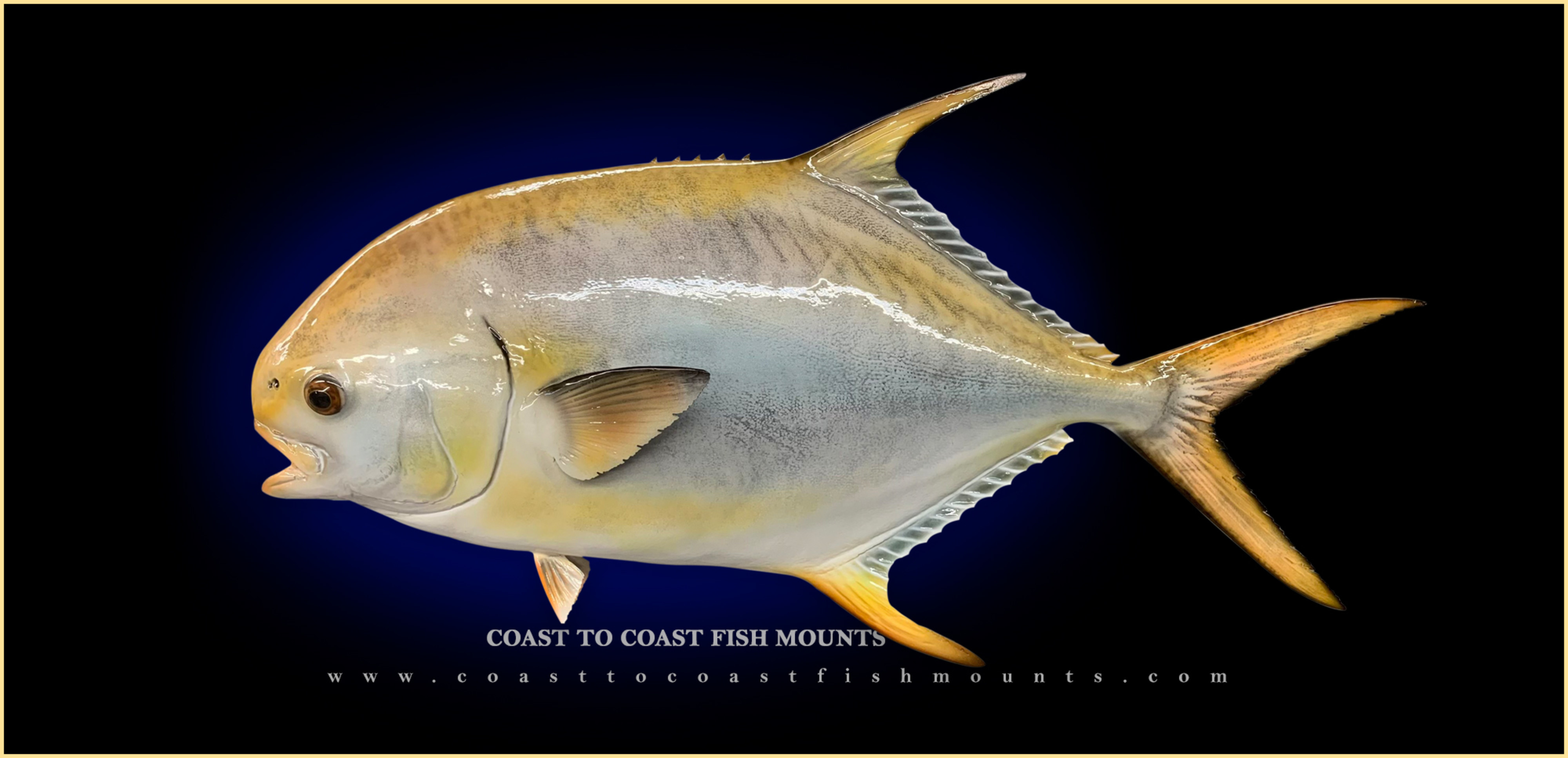 Pacific Pompano Fish Mounts & Replicas by Coast-to-Coast Fish Mounts