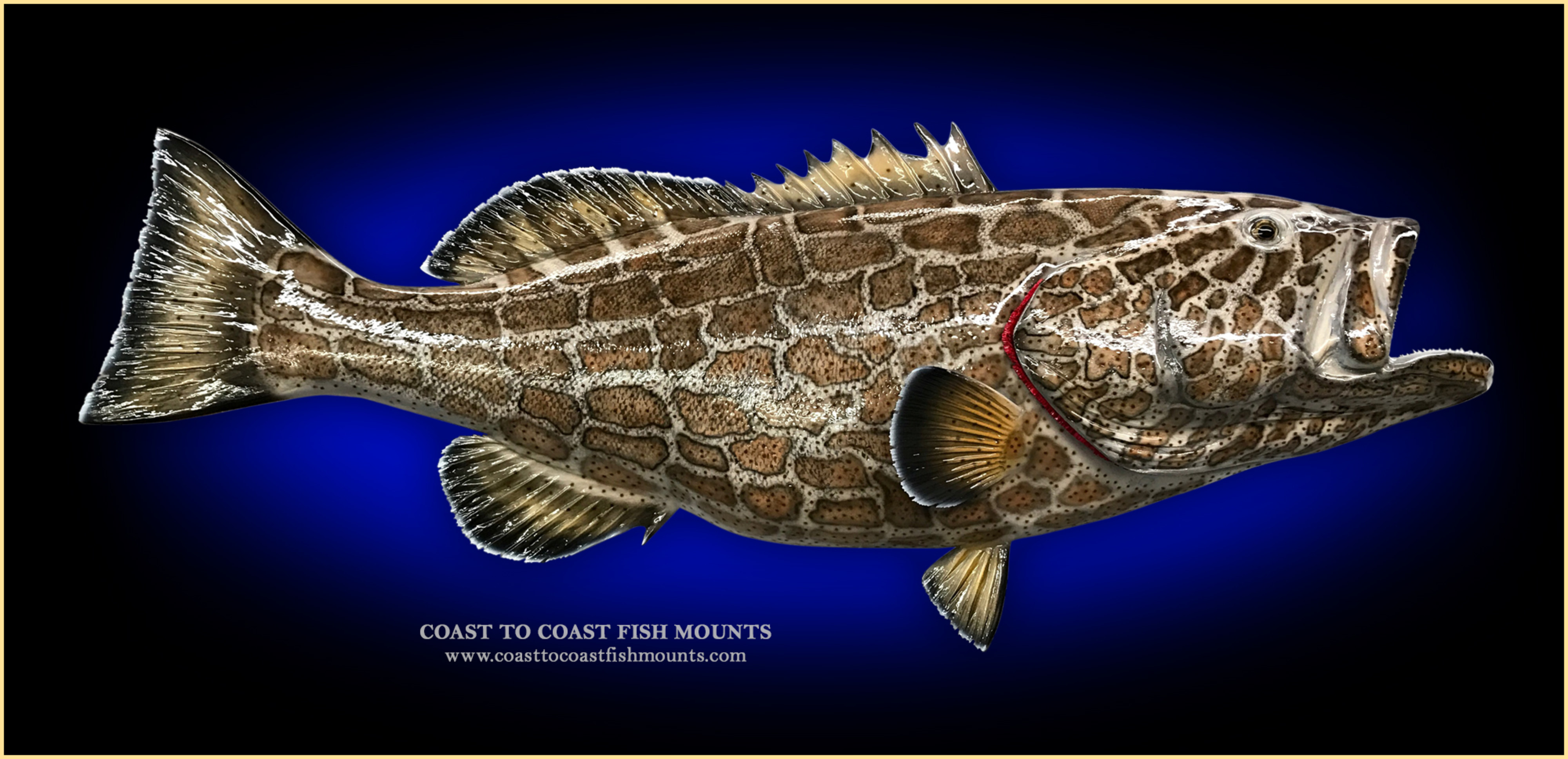 grouper fish picture