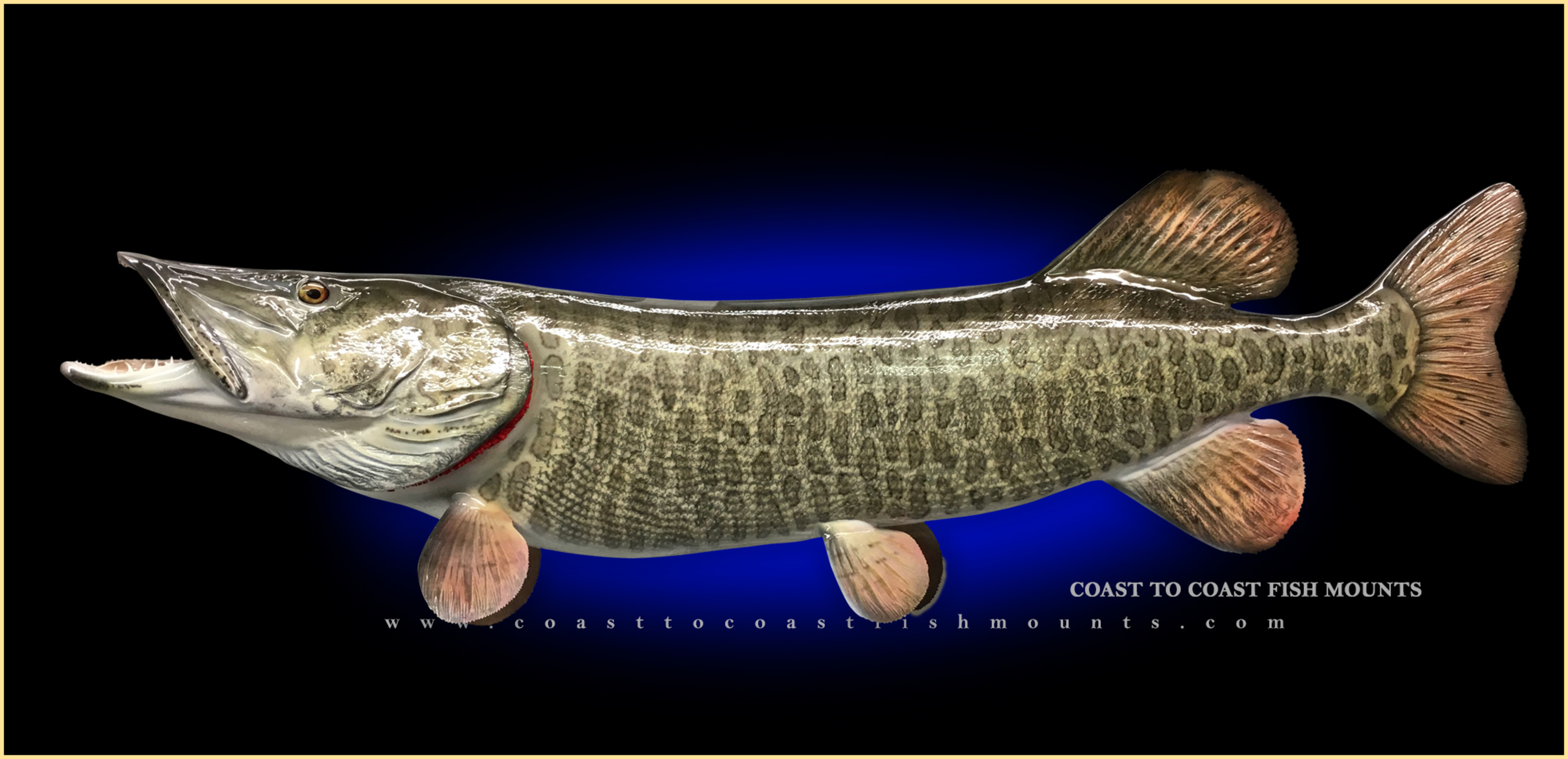Muskie Fish Mounts & Replicas by Coast-to-Coast Fish Mounts