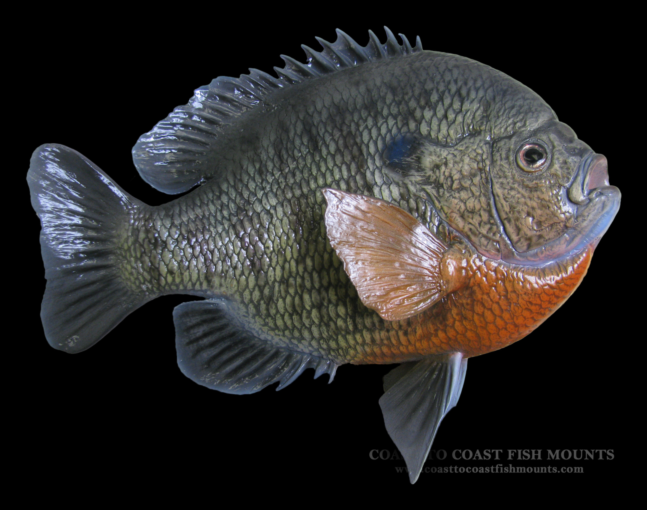 panfish mount