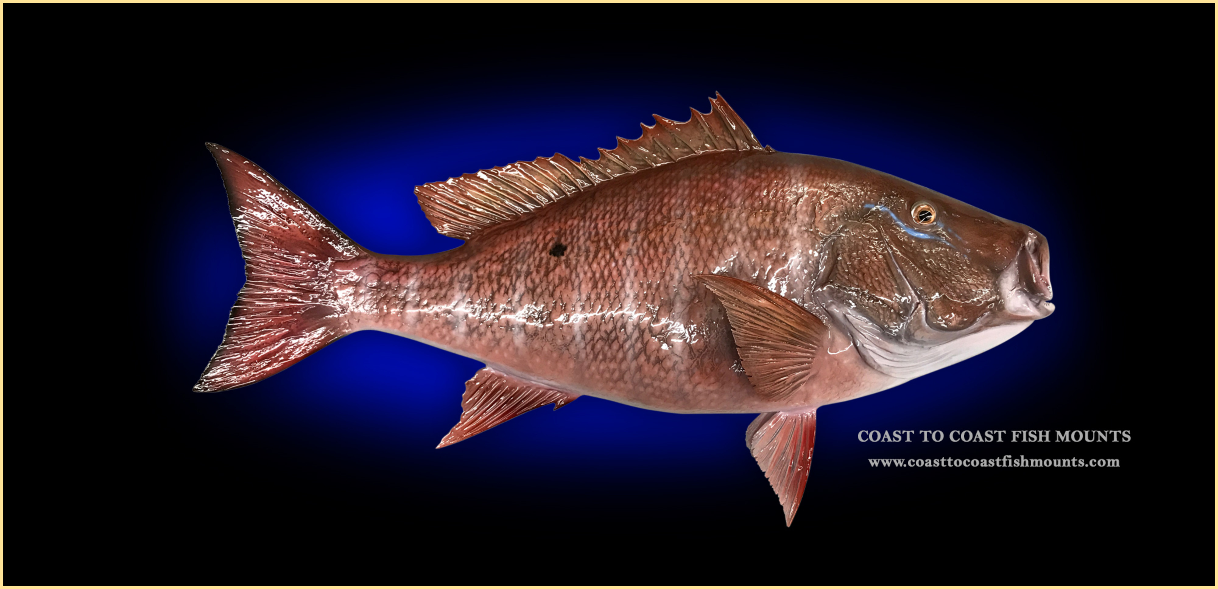 Mutton Snapper Fish Mounts & Replicas by Coast-to-Coast Fish Mounts